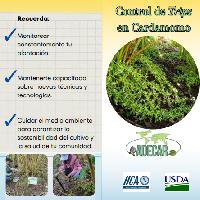 Control de Trips en cardamomo