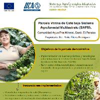 Parcela Vitrina de Café bajo Sistema Agroforestal Multiestrato (SAFM). Comunidad Agua Fría Mineral, Danlí, El Paraíso