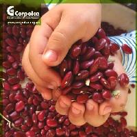 Indicadores edafológicos del cultivo de fríjol en el Caribe seco Colombiano: una estrategia in situ-