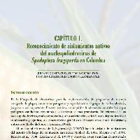 Reconocimiento de aislamientos nativos
del nucleopoliedrovirus de
Spodoptera frugiperda en Colombia