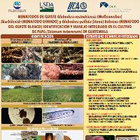 Nemátodos de quiste Globodera rostochiensis (Wollenweber) Skarbilovich (nemátodos dorado) y Globodera pallida (Stone) Behrens (Nemátodos del Quiste blanco). Identificación y manejo integrado en el cultivo de papa (Solanum tuberosum) en Guatemala