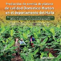 Producción de semilla de plátano de calidad Dominico-Hartón en el departamento del Huila