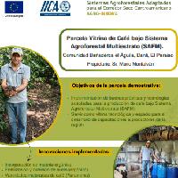 Parcela Vitrina de Café bajo Sistema Agroforestal Multiestrato (SAFM). Comunidad Bañaderos el Águila, Danlí, El Paraíso