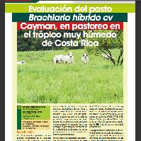  Evaluación de pasto Brachiaria híbrido cv Cayman, en pastoreo en el trópico muy húmedo de Costa Rica.