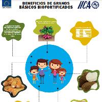 Beneficios de granos básicos biofortificados