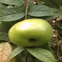 Huerto de Frutales Tropicales Exóticos Corpoica C.I. Palmira