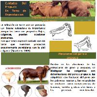 Cuidados del prepucio en toros de reproducción