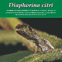 Diaphorina citri identificacion de la dinamica poblacional de diaphorina citri (hemiptera:liviidae) en los cultivos de citricos de colombia: una herramienta para implementar un sistema piloto de seguimiento de poblaciones del insecto vector del hlb