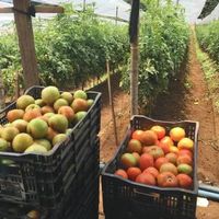 Cultivo de Tomate (Solanum lycopersicum): Guía Técnica