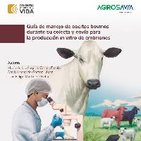 Guía de manejo de oocitos bovinos durante su colecta y envío para la producción in vitro de embriones